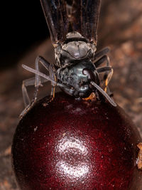 Close-up of insect