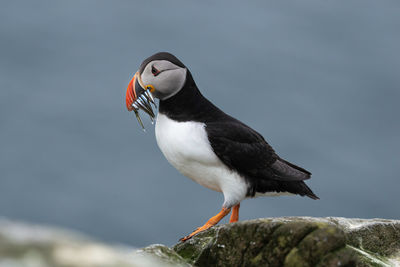 Close-up of bird perching on rock