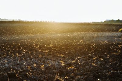 Scenic view of landscape against clear sky