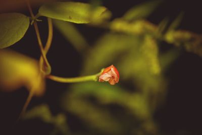 Close-up of rose plant