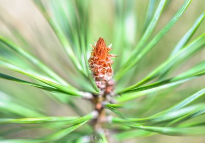 Close-up of plant