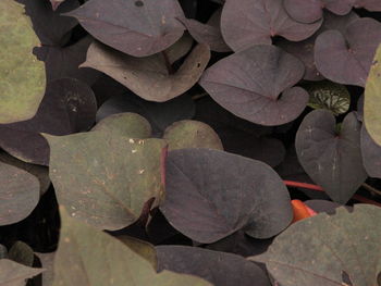 Full frame shot of leaves