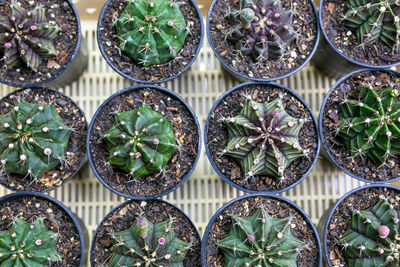 Full frame shot of potted plants