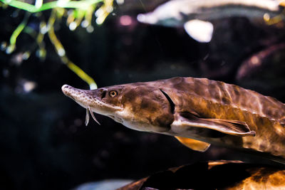 Close-up of fish swimming in sea