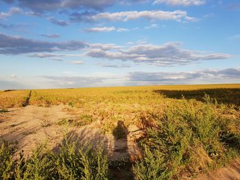 Scenic view of field against sky