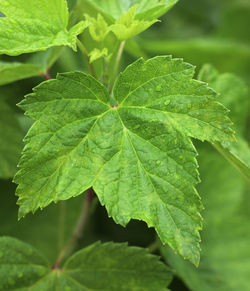 Currant leaves close up view, currant bush close up