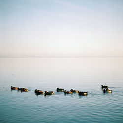 Scenic view of ducks swimming in sea against sky