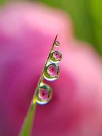 Close-up view of leaf