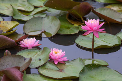 Close-up of lotus water lily in pond
