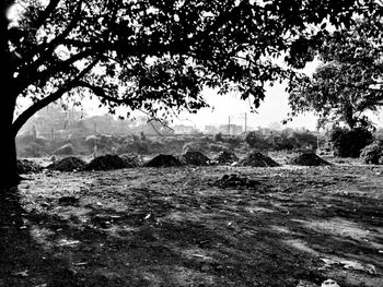 Trees on field against sky