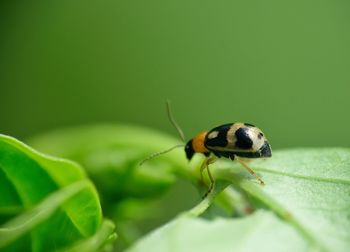 Close-up of insect on leaf