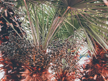 High angle view of pine tree on field