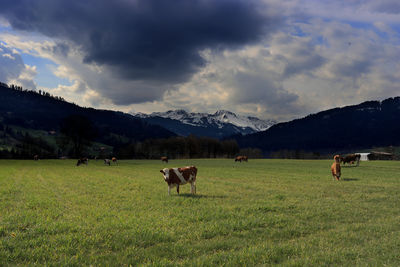 Cows on a field in plaffeien. swiss alps, canton of fribourg. dramatic sky.