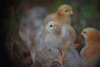 High angle view of chicks on log