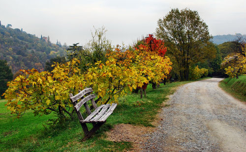 Empty bench amidst plants and trees during autumn
