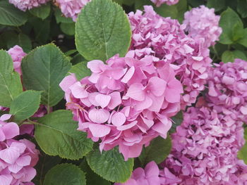 Close-up of pink hydrangea flowers