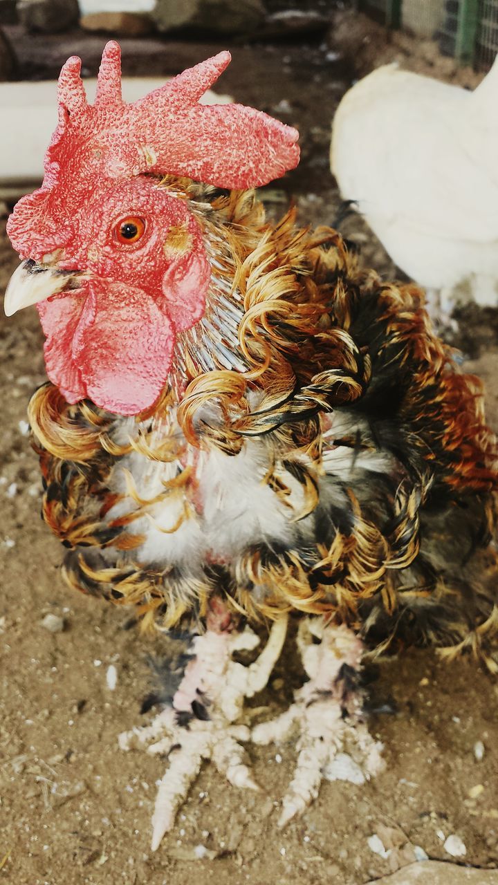 animal themes, one animal, animals in the wild, close-up, domestic animals, chicken - bird, wildlife, high angle view, focus on foreground, hen, livestock, bird, two animals, day, no people, nature, death, outdoors, rooster, red