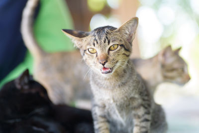 Close-up portrait of cat