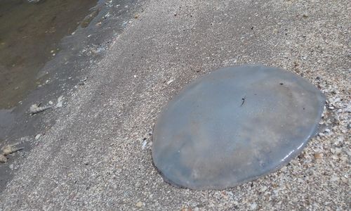 High angle view of jellyfish on beach