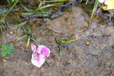 High angle view of crocus blooming outdoors