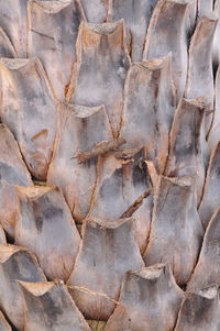 The pattern of the old palm tree bark background, there are cuts.