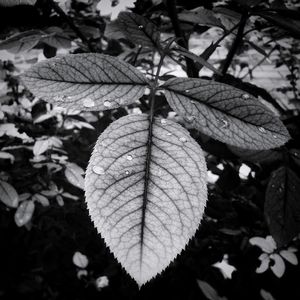 Close-up of leaves on plant