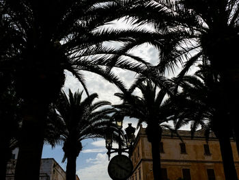 Low angle view of palm trees against sky