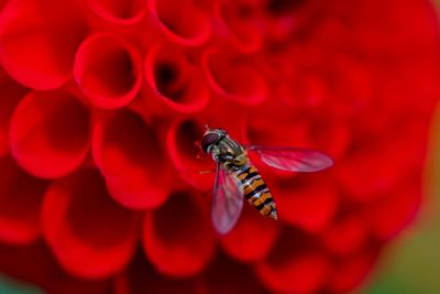 Close-up of bee pollinating on red flower