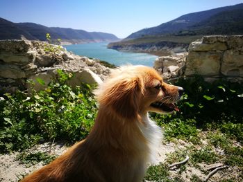 Close-up of dog sitting on mountain against sky