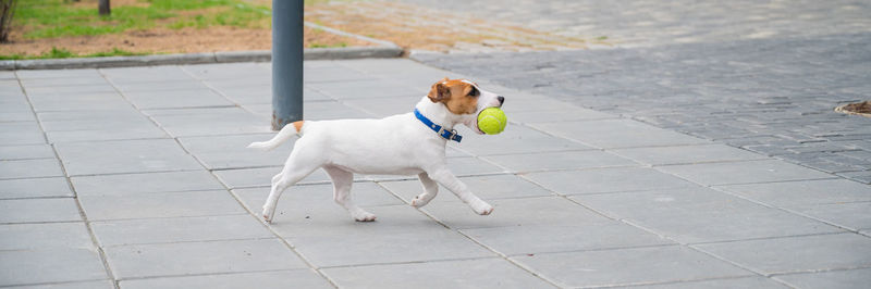 High angle view of dog on footpath