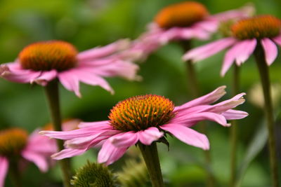 Close-up of pink flower in park