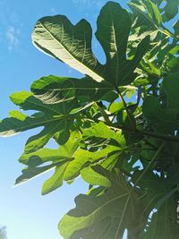 Close-up of leaves on tree against sky