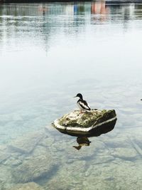 Bird perching on a lake