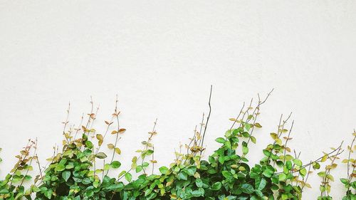 Close-up of plants against white background