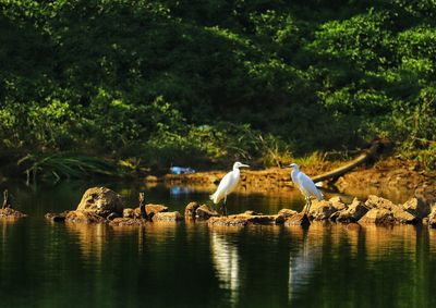 Birds in a lake