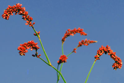 Low angle view of red flowering plant against clear blue sky