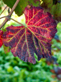 Close-up of autumnal leaves on tree