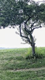 Tree on field against sky