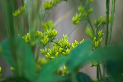 Close-up of plant