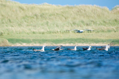 Birds flying over a land