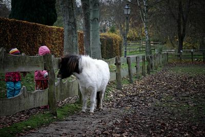 Horse standing in a farm