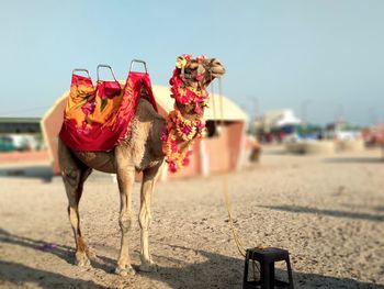 A portrait image of a camel basking and relaxing under the sun on golden sand of sea beach