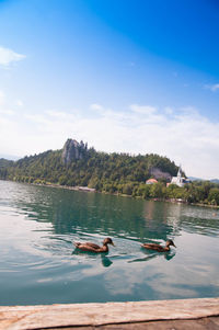 Ducks swimming on lake against sky