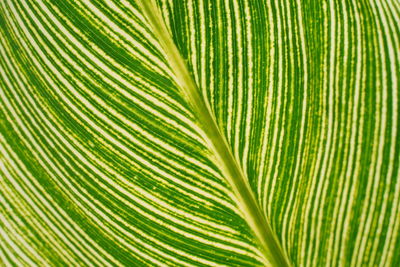 Close-up of palm leaf