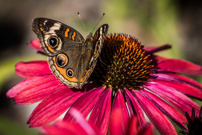Buckeye butterfly on coneflower