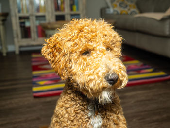 Close-up of a dog at home