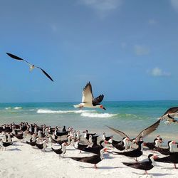 Seagulls at beach