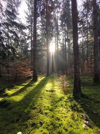 Trees growing in forest