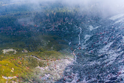 High angle view of trees in forest