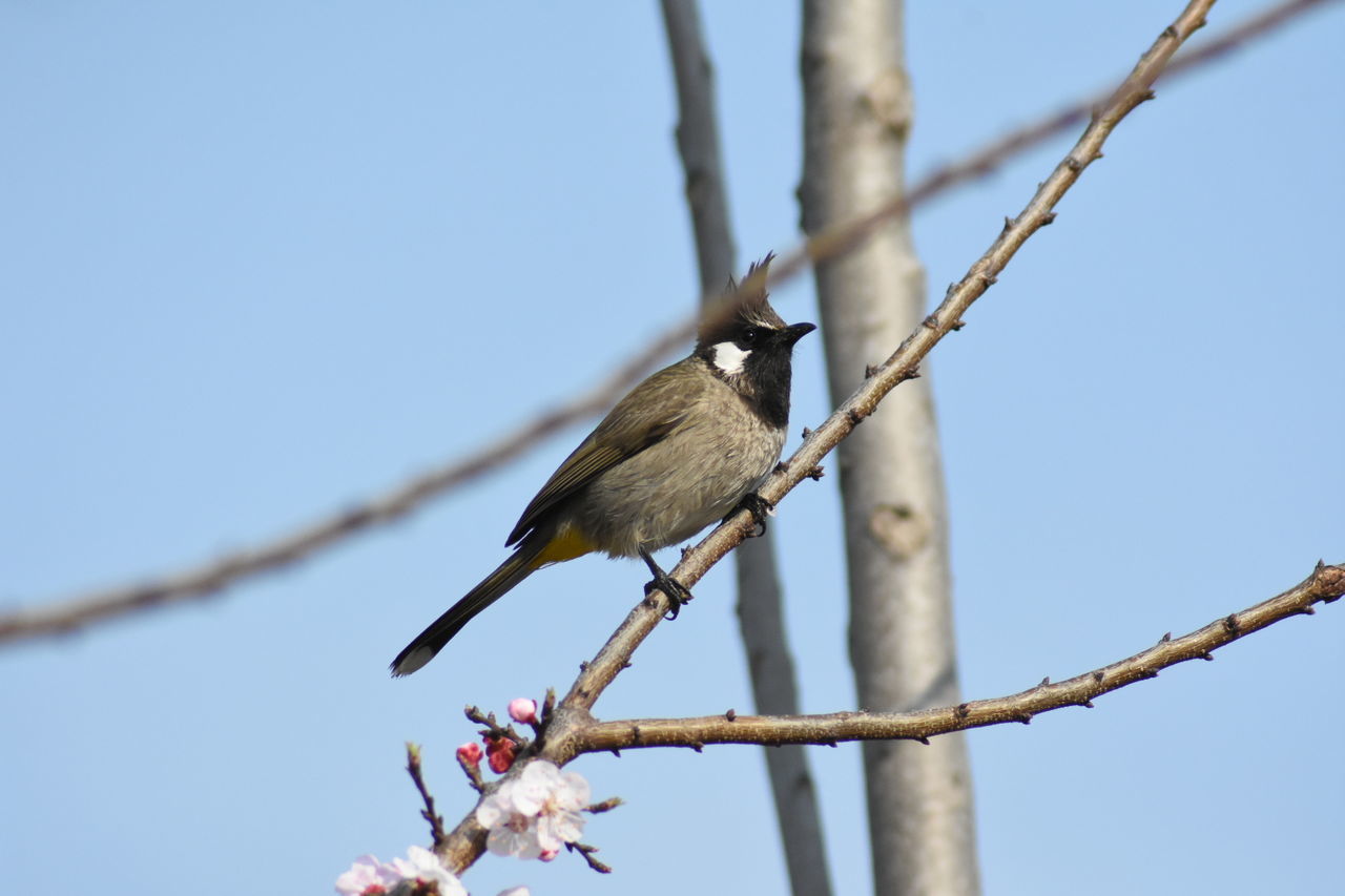 BIRD PERCHING ON A TREE